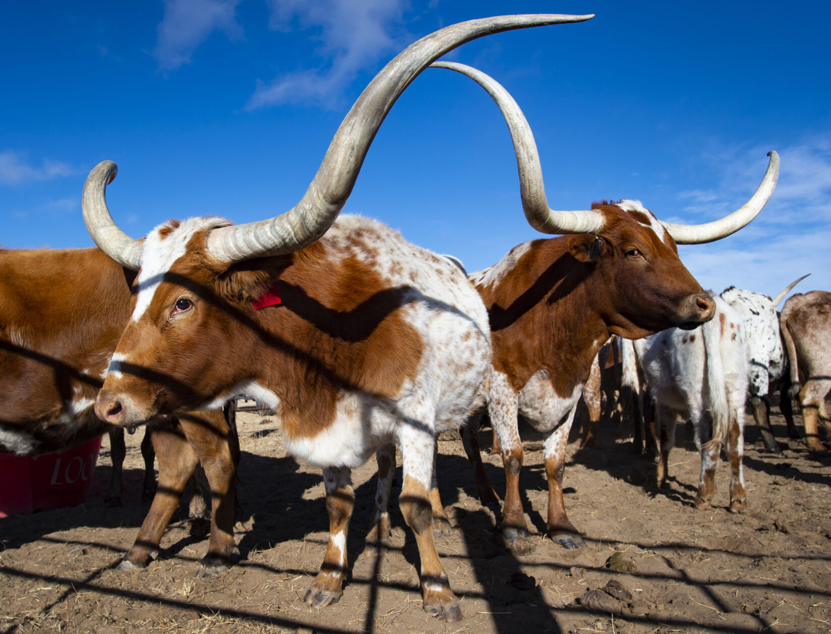 011622-life-longhorn-dg 7.JPG